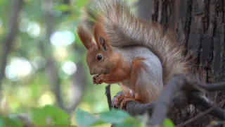 Красивая рыжая белка / Beautiful red squirrel