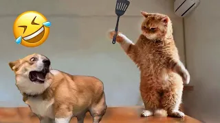 BEST funny moments of ANIMALS - FUNNIEST video of DOGS and CATS 2024 #1