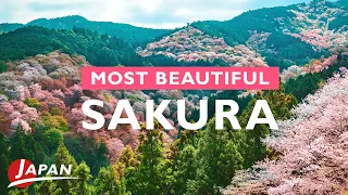 Must-see cherry blossoms in Japan, Mt. Yoshino | Nara, Japan Trip