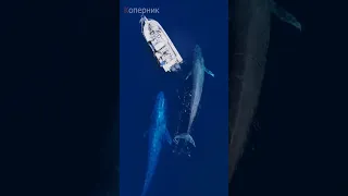 Сердце синего кита