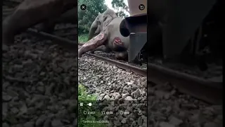 Elefante es chocado por un tren .