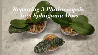 Repotting 3 Phalaenopsis Orchids into Sphagnum Moss | Dealing with Pest & Root Issues During Repot