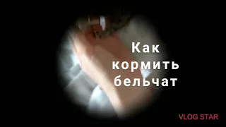 Уход за грудным бельчонком. Bébés écureuils. Réhabilitation. SOINS D’URGENCE BÉBÉS ÉCUREUILS.