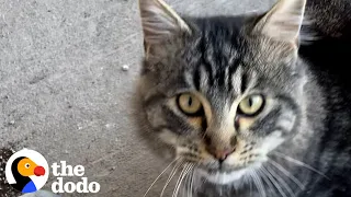 Outdoor Cat Forces Himself Into Neighbor's Life | The Dodo