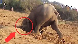 Un elefante cavó un agujero durante 11 horas y logró sacar algo que nadie imaginaba