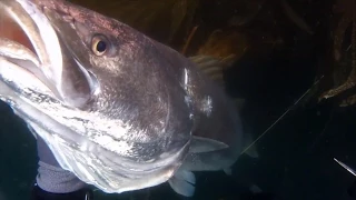 How I Shot My Personal Best White Seabass!!