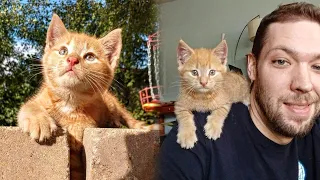 Stray Kitten Sneaks Into Garden To Adopt Man Who Has Been Kind To Him