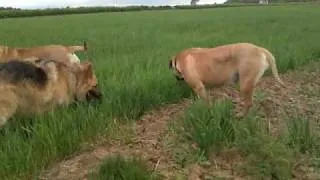 German Shepherd & Bullmastiff's Out For A Walk