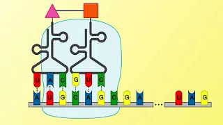 Animation 26.1 Protein synthesis