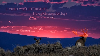 Utah Henry Mountain Muley's in 4K