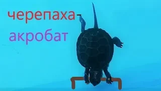 ЧЕРЕПАШКА НЕ НІНДЗЯ, А СПРАВЖНІЙ АКРОБАТ.Ninja Turtle.