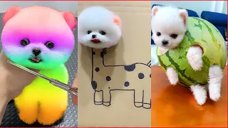 Funny and Cute Dog Pomeranian 😍🐶| Funny Puppy Videos #73