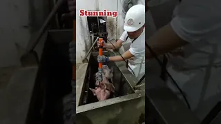 full slaughtering process of swine ( pigs )
