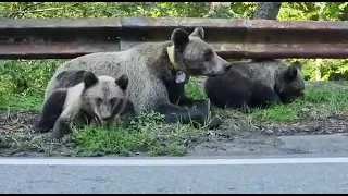 Brown bears relaxing on the side of Transfagarasan mountain road.