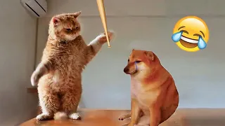 Funny Animal Videos 2023 😂 -  Funniest Cats And Dogs Video 😺😍  - Part 19/ Pet Zone