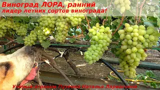 Виноград ЛОРА все же один из лидеров лета и ранний срок созревания и крупные ягоды, грозди (Пузенко)