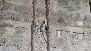 Addis Ababa - Monkeys