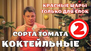 коктейльные сорта томата экзотические сорта помидор для Подмосковья 2 часть