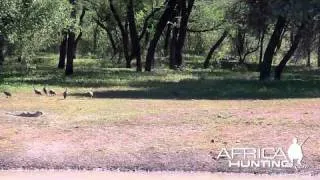 Leopard Attack on Warthog - AfricaHunting.com