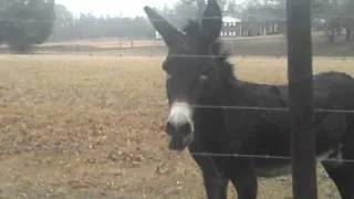 Talking Donkey