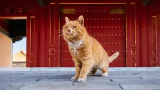 Смешные коты, кошки и другие животные (funny cats 2019) – НЕ РАЗРЕШАЕТСЯ УНЫВАТЬ, КУРЬЕЗНО