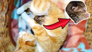 Pregnant Cat Gave Birth To Kittens (Episode 2) Cat Giving Birth To Kittens