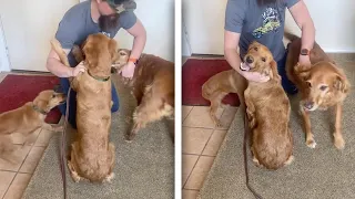 Puppy And Mother Reunited After Getting Adopted After Her Retirement (CUTE PETS)