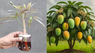 🌿How to grow mango tree from cuttings / grow mango