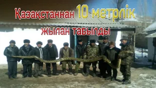 ҚАЗАҚСТАННАН 10 МЕТРЛІК ЖЫЛАН ТАБЫЛДЫ