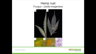 Hemp Pests and Diseases