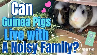 (Piggy Vlog) Can Guinea Pigs Live With A Noisy Family? 20240511 EP81