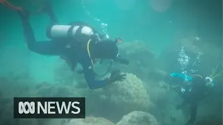 Warming sea temperatures threaten Western Australia's coral reefs