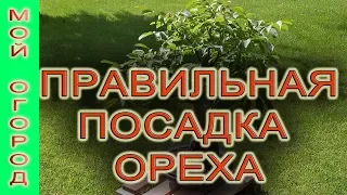 Всем рекомендую! Правильная высадка грецкого ореха на постоянное место роста