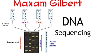 Maxam gilbert DNA sequencing method