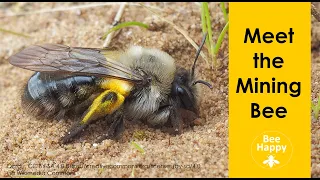 Meet the Mining Bee