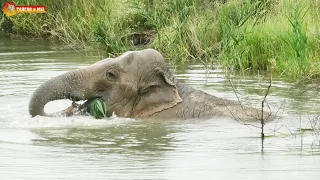 Слониха Дженни - любительница поесть и поплавать. Можно одновременно 😁 Тайган. Lions life in Taigan