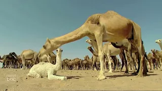 Tribus Nómadas del Sahara   Documental Completo