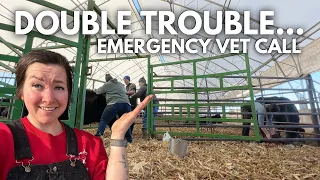 emergency vet call & a surprise | Calving Season 2024 Vlog | Day in the life of a 27 year old farmer