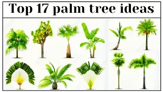 best 17 palm tree ideas for garden | top palm trees | amazing design palm tree ideas | palm trees