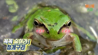 유아교육 동물영상_꼭꼭 숨어라! '청개구리'