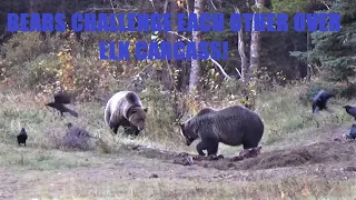 Competition for food, several grizzlies converge on a carcass.