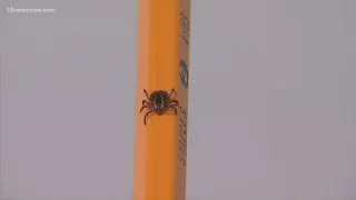 Preparing for tick season: what to know