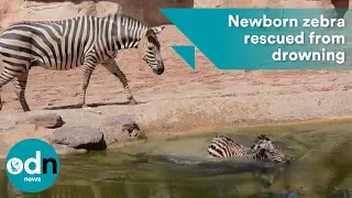 Baby zebra rescued from drowning moments after birth