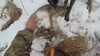 Закрытие охоты на зайца