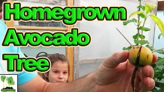 How To Grow Avocado From Seed.