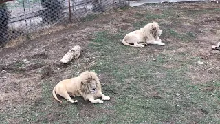 Два белых льва силача Чип и Кай! Two white lions Chip and Kai!