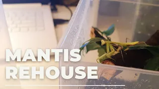 MANTIS REHOUSE