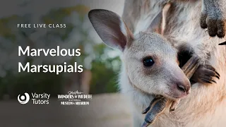Varsity Tutors' StarCourse -Marvelous Marsupials with Wonders of Wildlife National Museum & Aquarium