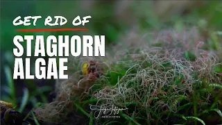 How to GET RID OF STAGHORN ALGAE