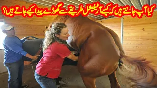 Attractive Horse Breeding And Facts In The world In Hindi Urdu